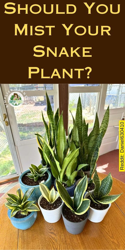 "Discover the best care tips for your Snake Plant! Learn whether you should  mist your Snake Plant, including popular varieties like Sansevieria  Trifasciata. Explore common plant problems such as yellow leaves and how to  maintain your low light plants. Perfect for houseplants indoors, this guide  will help you keep your Snake Plants thriving without excess water  droplets. Simplify your indoor gardening today!" Snake Plant Decor, Plant Leaves Turning Brown, Snake Plant Indoor, Indoor Cactus Plants, Snake Plant Varieties, Water Plants Indoor, Anatomy Chart, Low Light House Plants, Snake Plant Care