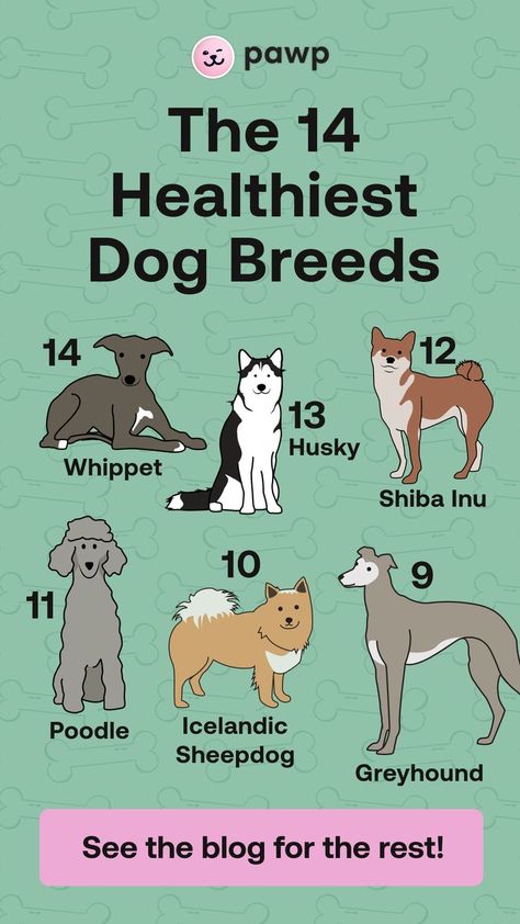 Dog Breeds Chart, Healthiest Dog Breeds, Best Dog Training, Dog Facts, Dog Info, Poodle Dog, Healthy Dogs, Cats And Dogs, Baby Dogs