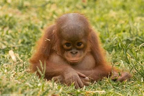 Orangutan Tattoo, Cute Monkeys, Baby Orangutan, Baby Monkeys, Cute Monkey, Animal Sanctuary, Not The Only One, Baby Animals Funny, Baby Monkey