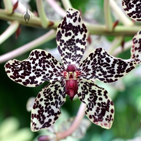 Grammatophyllum speciosum, orchid species flower, giant orchid, tiger orchid, sugar cane orchid, or queen of the orchids, at Foster Botanical Garden, Honolulu, Hawaii Orchid Seeds, Rare Orchids, Bonsai Flower, Exotic Orchids, Cymbidium Orchids, Unusual Flowers, Beautiful Orchids, Rare Flowers, Orchid Plants