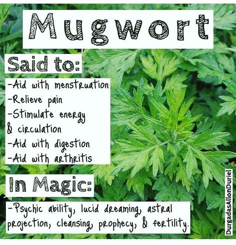 Herb Apothecary, Mugwort Herb, Artemisia Vulgaris, Artemisia Annua, Witchcraft Herbs, Magickal Herbs, Medicinal Herbs Garden, Witch Herbs, Medical Herbs