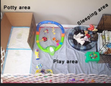 Puppy Apartment, Puppies Cutest, Puppy Playpen, Puppy Room, Puppy Time, Easiest Dogs To Train, Dog Potty, Dog Playpen, Potty Training Puppy