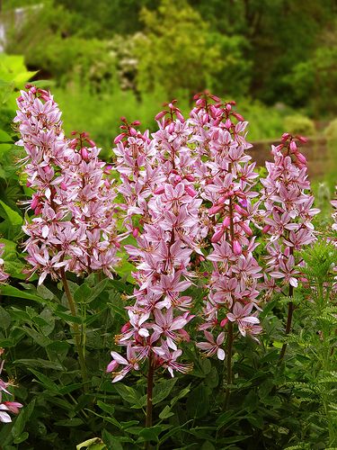 Gas Plant (Dichtymnus fraxinella 'rubra') Star Gazer Flowers, Pink Breath Of Heaven Plant, Aerial Plants, Plant Sleeve, Flowers Deer Wont Eat, Gas Plant, Garden Perennials, Pimpinella Major 'rosea', Perennial Flowers