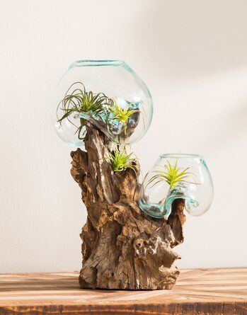 Beach Boho Living Room, Driftwood Terrarium, Terrarium Succulent, Tabletop Planter, Coastal Decorating Living Room, Glass Votives, Terrarium Decor, Glass Planter, Double Glass