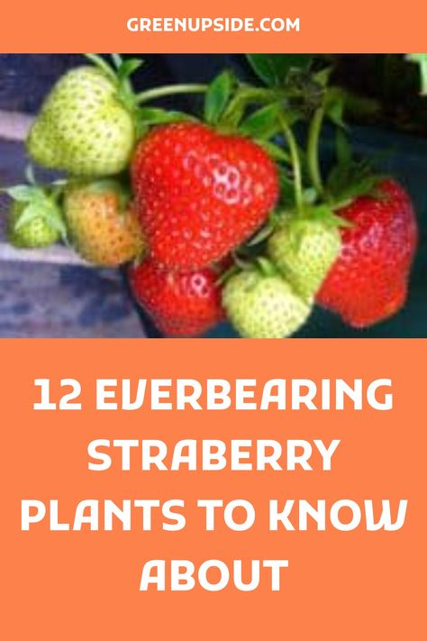 Everbearing strawberry plants include: Albion, Charlotte, Eversweet, Festival, Fort Laramie, Ogallala, Ozark Beauty, Quinault, Seascape, Tribute, Tristar, and White Pineberry. Dates for 1st & 2nd harvest differs between varieties, so if you choose wisely you can get strawberries for months in row! Stark Brothers, Everbearing Strawberries, Fort Laramie, Strawberry Varieties, Spring Hill Nursery, Starting A Vegetable Garden, Fast Growing Trees, Drought Resistant, Strawberry Plants