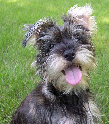 Huey, the Snorkie (Yorkie / Mini Schnauzer) puppy at 6 months old Schnauzer Mix, Mini Schnauzer Puppies, Mini Schnauzers, Miniature Schnauzer Puppies, Top Pic, Schnauzer Dog, Schnauzer Puppy, Schnauzer Dogs, Purebred Dogs