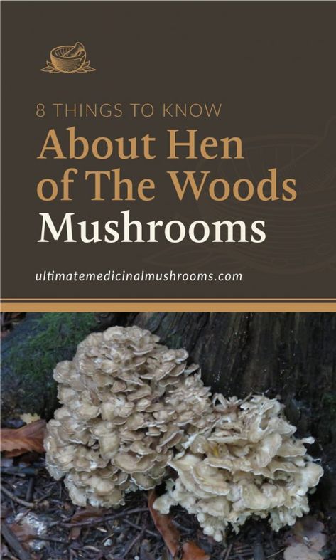 Hen Of The Woods, Wild Mushroom Recipes, Edible Wild Mushrooms, Medicinal Wild Plants, Growing Mushrooms At Home, Mushroom Identification, Mushroom Species, Mushroom Varieties, Chicken Of The Woods