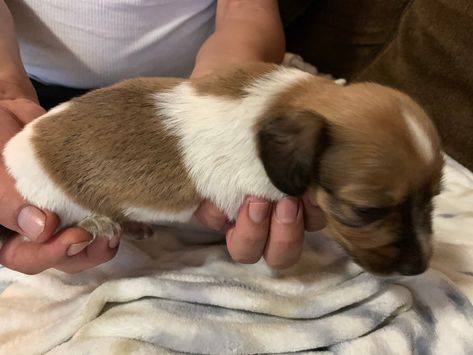 Dapple Dachshund Miniature, Dachshund Mix Puppies, Piebald Dachshund, Baby Dachshund, Dachshund Puppies For Sale, Wiener Dogs, Dachshund Mix, Pets 3, Dachshund Puppies