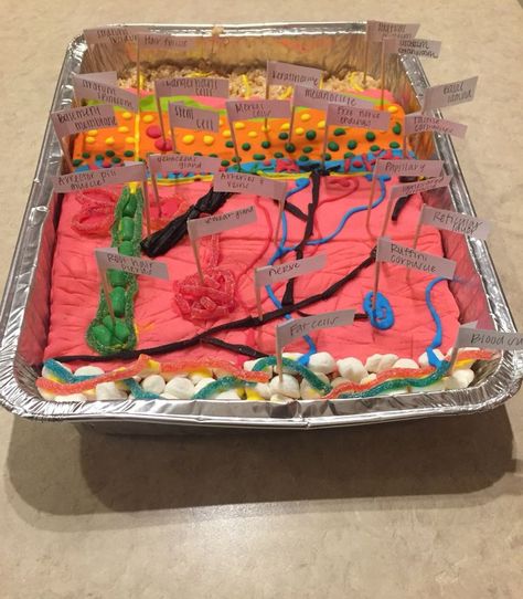 Integumentary System Model- edible model of integumentary system 3d Layers Of The Skin Project, Epidermis Layers Project, Skin Layers Anatomy Project, Esthetician Curriculum, Skin Model Project Diy, Integumentary System Project, Skin Model Project, Anatomy Projects, Teaching Body Systems