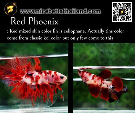 All of Betta Fish A Guide on Patterns, Color in the world - nicebettathailand.com Betta Community Tank, Koi Betta Fish, Male Betta Fish, Fish Candy, Breeding Betta Fish, Koi Betta, Community Tanks, Fish Varieties, Blue Avatar