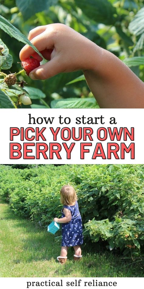 U Pick Berry Farm, You Pick Berry Farm, Make Money Homesteading, Homestead Business, Homestead Crafts, Ranch Garden, Orchard Design, Fruit Farm, Agriculture Business