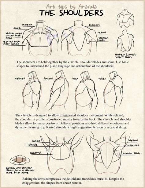 .Musculatura dos ombros Anatomy Tutorial, Anatomy Sketches, Anatomy For Artists, Anatomy Drawing, Poses References, Figure Drawing Reference, Body Drawing, Anatomy Reference, Anatomy Art