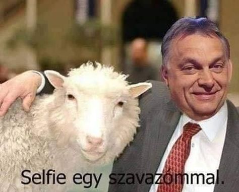 Politikai Humor, Goats, Humor, Animals, Humour