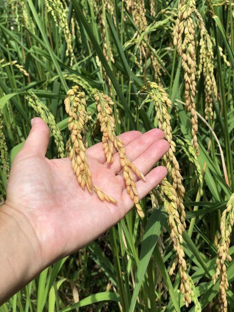 Rice Growing, Growing Rice, Aesthetic Gardening, Gardener Aesthetic, Design Garden Ideas, Rice Plant, Garden Nails, Gardening Aesthetic, Tattoo Plant