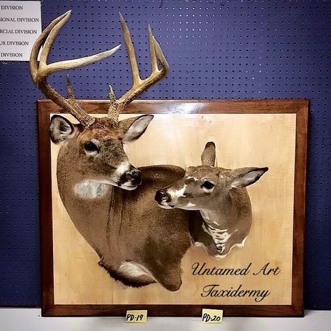 Buck and doe mount. Deer Mount Ideas, Girls Who Hunt, Deer Antler Crafts, Taxidermy Decor, Taxidermy Display, Big Buck, Antler Crafts, Deer Mounts, Buck And Doe