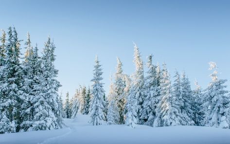 Mountains In Winter, Christmas Landscape, Snow Tree, Magical Winter, Snow Covered Trees, Snowy Trees, Winter Mountain, Snowy Forest, Majestic Mountains