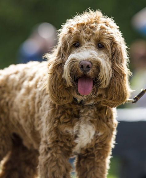 Cockapoo - Pros and Cons of the Cocker Spaniel Poodle Mix Cocker Spaniel Poodle Mix, Cocker Poodle, Mini Cockapoo, Cocker Spaniel Poodle, Cocker Spaniel Mix, Daisy Dog, Cockapoo Dog, Cockapoo Puppies, Havanese Puppies