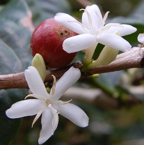 White flowers on coffee tree Coffea Arabica, Bean Plant, Coffee Tattoos, Coffee Tree, Coffee Facts, Retro Cafe, Coffee Flower, Coffee Menu, Coffee Plant