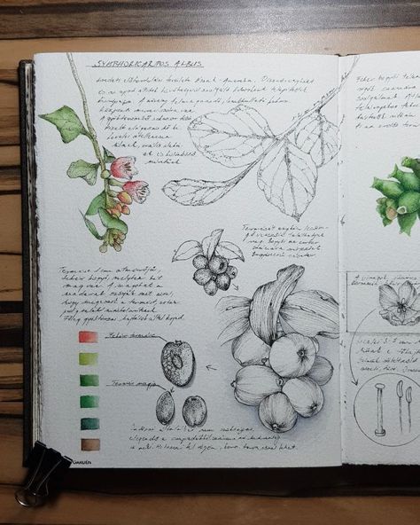 Botanical Sketchbook, Nature Sketch, Watercolor Journal, Sketchbook Art Journal, Garden Journal, 수채화 그림, Arte Sketchbook, Scientific Illustration, Detailed Drawings