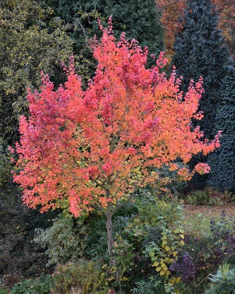 8 Native Trees That Are Just as Pretty (If Not Prettier) Than a Japanese Maple! Japanese Maple Tree Landscape Front Yard, Seiryu Japanese Maple, Orangeola Japanese Maple, Japanese Maple Tree Garden, Japanese Maple Tree Landscape, Maple Tree Landscape, Japanese Maples, Tree Garden, Japanese Maple Tree