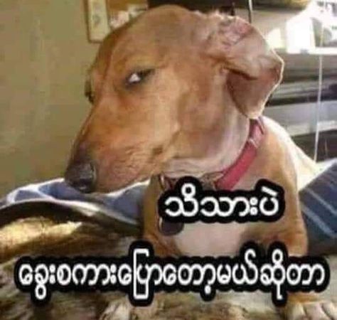 Funny Profile Pictures Myanmar, Haha Photos Myanmar, Funny Myanmar စာသား, Funny Quotes Myanmar, Myanmar စာသား Funny ဟာသ, Myanmar Funny Picture, စာသားများ Love, Memes Myanmar, Myanmar Quotes Funny