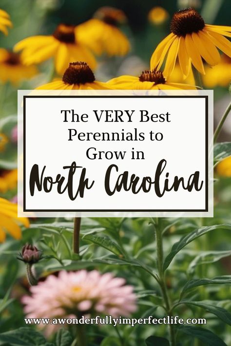 Discover the best perennials for North Carolina to transform your garden into a vibrant, year-round paradise. Our expert guide highlights top perennial choices that thrive in North Carolina's unique climate. From colorful blooms to hardy plants, learn which perennials are perfect for your garden. Enhance your landscaping with flowers that offer beauty and resilience year after year. Explore our top recommendations and tips! #Gardening #NorthCarolina #Perennials #GardenTips #Landscaping Native Nc Plants North Carolina, North Carolina Landscaping Front Yard, North Carolina Landscaping Ideas, Native Plants North Carolina, Native North Carolina Plants, South Carolina Landscaping Ideas, North Carolina Landscaping, North Carolina Plants, Landscaping With Flowers