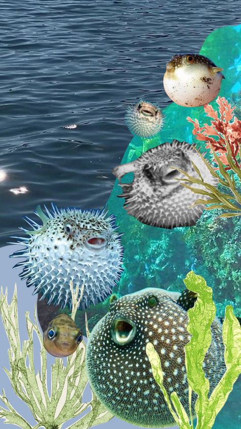 Pufferfish Aesthetic, Pufferfish Wallpaper, Puffer Fish Wallpaper, Pufferfish Art, Science Painting, Holographic Wallpapers, Sea Creatures Art, Ap Studio Art, Puffer Fish