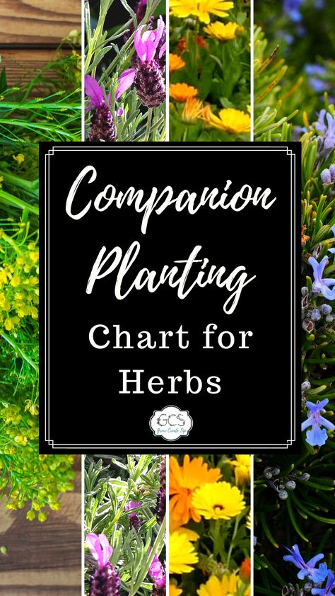 Companion Planting Chart for Herbs Herb Outdoor Planters, Herb Garden Companion Planting, Companion Planting Herbs And Vegetables, Compatible Herbs Companion Planting, Chive Companion Planting, Lemon Balm Companion Planting, Chamomile Companion Planting, Parsley Companion Plants, Chives Companion Planting