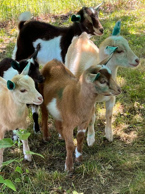 Mini Goats, Island Series, Goat Kidding, Farm Lifestyle, Cute Goats, Petting Zoo, Baby Horses, Goat Farming, Baby Goats