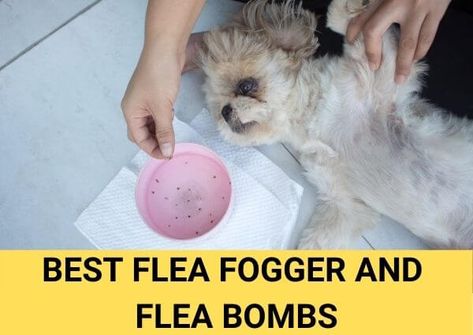 Best Flea Foggers for Quick and Effective Flea Control in 2023 Flea Bomb, Kill Roaches, Killing Fleas, Best Dog Shampoo, Flea Remedies, Flea Infestation, Flea Shampoo, Flea Control, Diy Pest Control