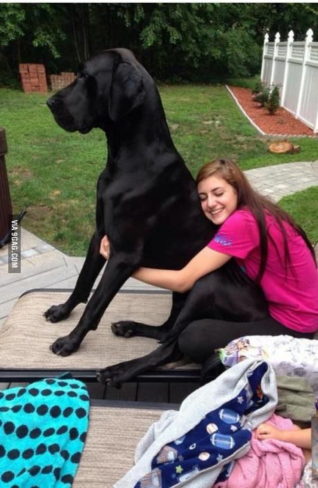 The dog is pretty tall Tall Dogs, Worlds Largest Dog, Tallest Dog, Giant Dogs, Great Dane Dogs, Dog Lady, Large Dog Breeds, Pitbull Dog, Dog Gifs