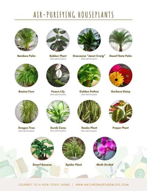 15 Air Purifying Houseplants to Clean & Filter Your Indoor Air Best Air Purifying Plants, Clean Filter, Bamboo Palm, Natural Air Purifier, Air Purifying House Plants, Plant Lights, Home Air Purifier, Plant House, Dragon Tree