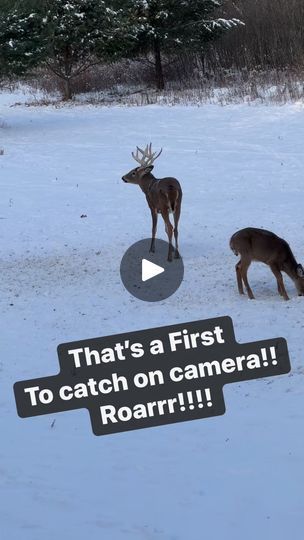 2.2M views · 17K reactions | Now this is quite the vocalization!!! #grunt #whitetaildeer | Hunt's End Deer Ranch | Hunt's End Deer Ranch · Original audio Deer Season Humor, Funny Deer Pictures, Whitetail Deer Pictures, Funny Deer, Deer Mounts, Deer Pictures, Deer Season, Whitetail Bucks, Whitetail Deer