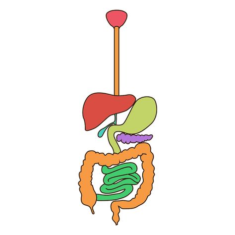 Digestive system anatomy illustration #AD , #Sponsored, #Paid, #system, #anatomy, #illustration, #Digestive Anatomy Illustration, Digestive System Anatomy, Gastrointestinal System, Social Media Icons Free, Organ System, Hand Sticker, Science Stickers, Bones And Muscles, Health Design