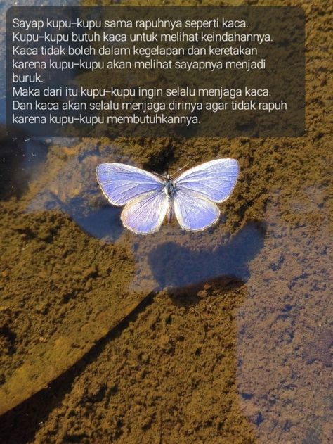 Kupu-kupu bercermin di atas air dan terdaoat quotes Mirror