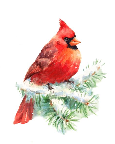 Cardinal Bird In Snow Images, Stock ... Cardinal Winter, Cardinal Watercolor, Bird Cardinal, Cardinal Painting, Snow Illustration, Watercolor Holiday, Christmas Birds, Winter Cardinal, Arte Folk