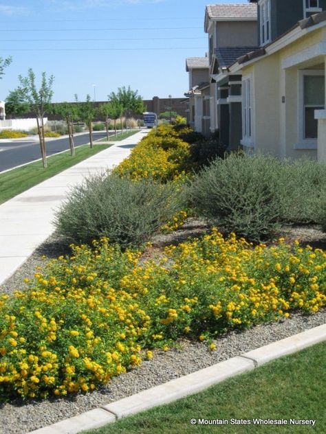 Lantana X 'New Gold' (New Gold Lantana) - Mountain States Wholesale Nursery New Gold Lantana, Texas Lantana, Xeriscape Front Yard, Texas Landscaping, Evergreen Groundcover, Lantana Camara, Driveway Landscaping, Texas Gardening, Home Garden Design