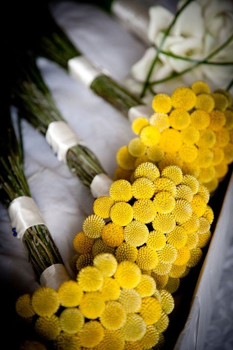 My eyes opened wide when I saw this bouquet One so quirky it completely made my day Love the simplicity with a wow factor too Even more stunning with bridesmaids dressed in blue      AND you so m... Yellow Wedding Theme, Yellow Bouquets, Yellow Wedding Flowers, Billy Balls, Billy Buttons, Yellow Wedding, Deco Floral, Mellow Yellow, Bridesmaid Bouquet