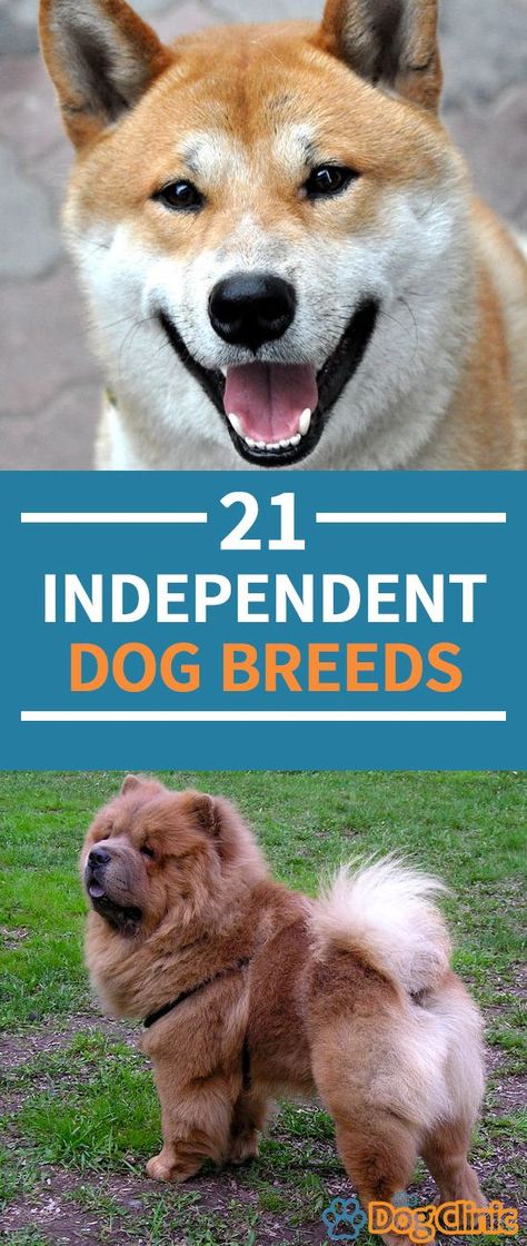 Independent dog breeds - 21 of the best examples. All dogs need plenty of companionship, but these breeds are more independent than most. #dogs #dogbreeds #chooseadog #puppy #puppies #dogtips Dogs For Apartments, Lazy Dog Breeds, Working Dog Breeds, Dogs For Kids, Designer Dogs Breeds, Hypoallergenic Dog Breed, Smartest Dog Breeds, Getting A Dog, Beautiful Dog Breeds