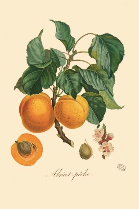 p.195: Apricot. © Muséum national d’Histoire naturelle, Dist. RMN / image du MNHN, bibliothèque centrale, Bouquet Louis (1765-1814) Botanical Illustration Vintage, Vintage Botanical Prints, Scientific Illustration, Botanical Drawings, Private Garden, Vintage Botanical, Vintage Recipes, Nature Prints, Botanical Illustration