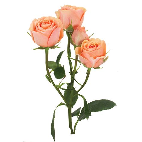 Roses Spray Peach Baby Rosever 1 Watercolour Reference, Cherub Art, Lavender Spray, Rose Peach, Peach Flowers, Floral Supplies, Spray Roses, White Hydrangea, Wholesale Flowers