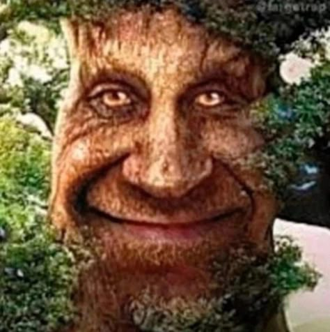 Wise Mythical Tree, Wise Mystical Tree, Arthur Meme, Extreme Memes, Wise Tree, Ed Sheeran Love, Magical Tree, Lol Memes, Reasons To Live