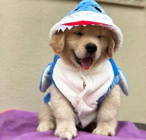 #puppy #cute #pets #dogs #aesthetic #vsco #halloween #costume A Dog, Golden Retriever, Dogs