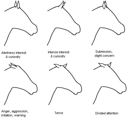 Horse Ear Communication Chart Horse Behavior, Horse Lessons, Healthy Horses, Horse Facts, Horse Care Tips, Horse Ears, Horse Riding Tips, Horse Anatomy, Horse Camp