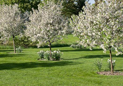 South lawn. white-flowering crab apple trees possibly under planted with something evergreen, avenue of crab apples with stone balls Tree Avenue Garden, Spring Blooming Trees, Crab Apple Tree, Suffolk Cottage, Crab Apples, Evergreen Bush, Crabapple Tree, Farmhouse Landscaping, Apple Trees