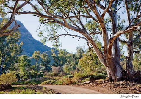 Flinders Ranges, Australian Landscapes, Australia Landscape, Gum Trees, Australian Trees, Australian Photography, Australian Landscape, Outback Australia, Eucalyptus Tree