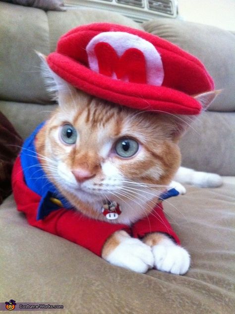 Super Mario Cat Homemade Costume Super Mario Cat, Funny Pet Costumes, Cute Cat Costumes, Cat Dressed Up, Cat Cosplay, Cat Halloween Costume, Pet Halloween Costumes, Cat Fashion, Cat Dresses