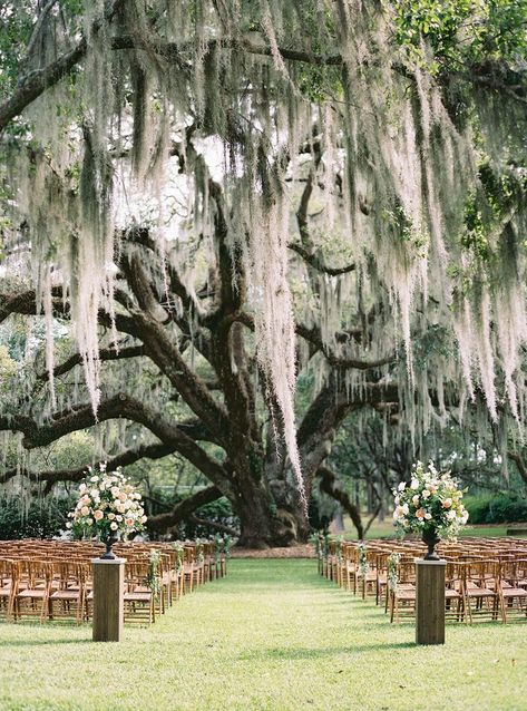 Spanish Moss Wedding, Spanish Moss Trees, Tree Wedding Ceremony, Ceremony Arch Decor, Willow Tree Wedding, Moss Wedding, Twilight Wedding, Wedding Ceremony Decorations Outdoor, Future Wedding Plans