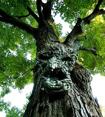 Crafted from expanding foam and spray paint, this creepily-realistic face was attached to the tree with fishing line. (this would be great for a "Lord of the Rings" themed birthday party...Katrina would love Treebeard, and the other Ents!)