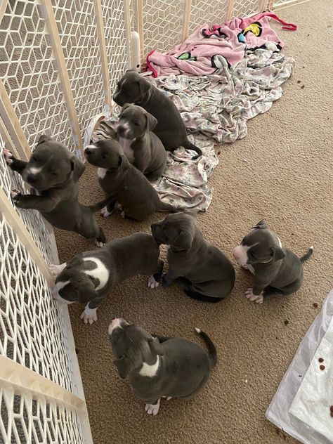 Colby Pitbull, Blue Pitbull Puppy, Pit Bull Puppies Blue, Blue Nose Pitbull Puppies, Blue Pitbull, Pit Bull Puppy, Pitbull Puppies For Sale, Pit Bull Puppies, Blue Nose Pitbull